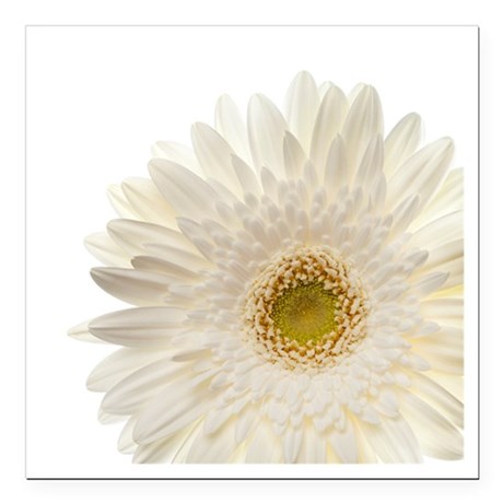 Gerber Daisy Sketch at PaintingValley.com | Explore collection of ...