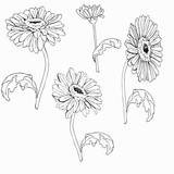160x160 Gerbera Daisy Or Chamomile Flowers Drawn By Ink. Silhouette - Gerber Daisy Sketch