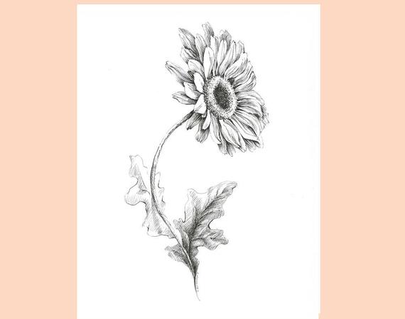 570x450 Gerbera Drawing Pen And Ink Sketch Flower Illustration Etsy - Gerber Daisy Sketch