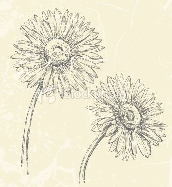 351x380 Hand Drawn Vector Illustration Of Gerbera Daisy. Tattoos - Gerber Daisy Sketch