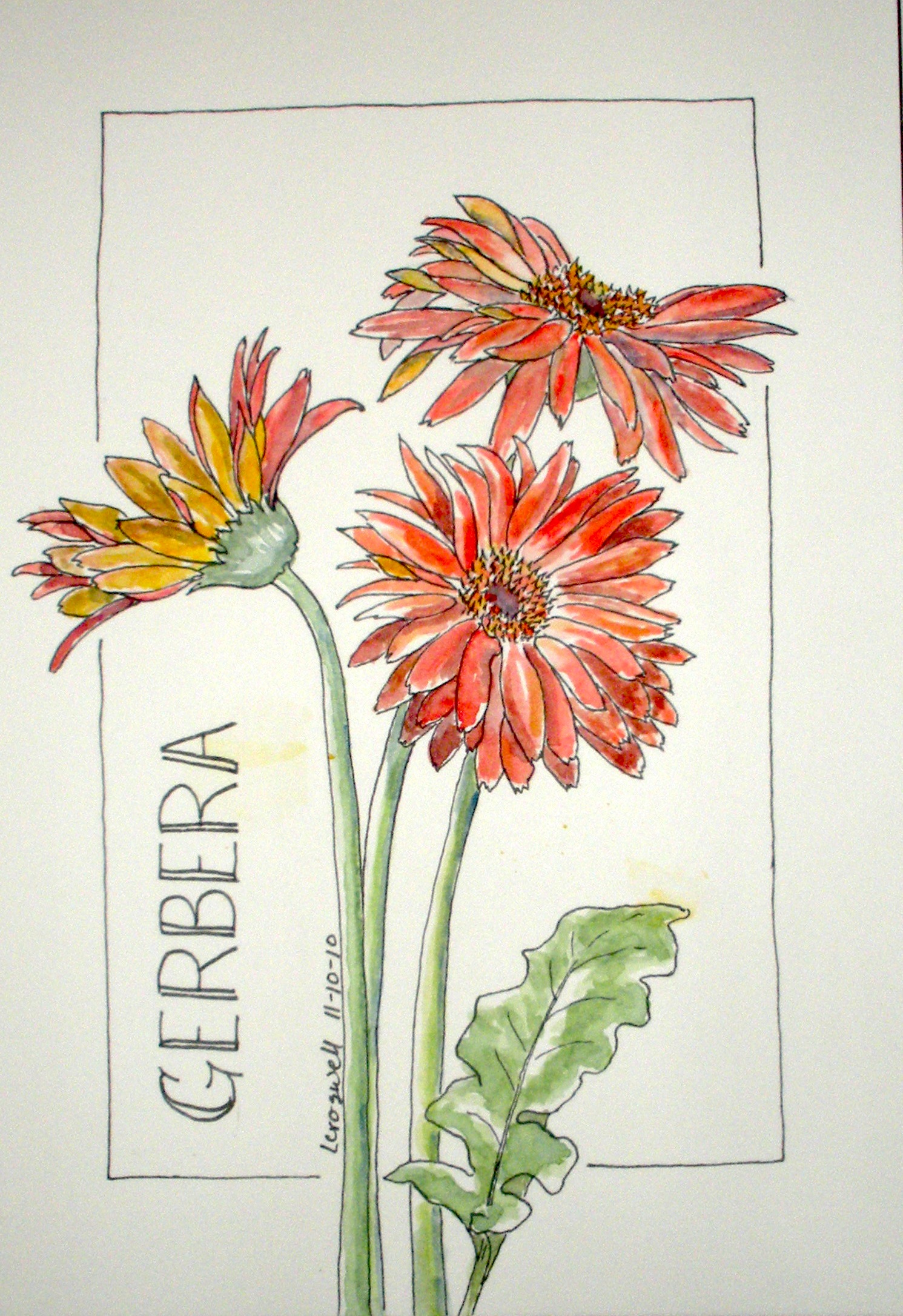 1491x2172 The Last Flowers For Lesson - Gerber Daisy Sketch