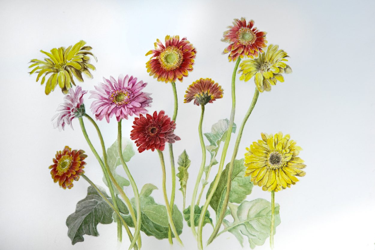 1250x834 Botanical Art Drawing A Garden - Gerber Daisy Sketch
