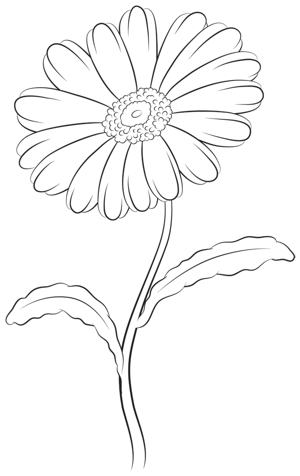 Gerbera Daisy Sketch At Paintingvalley Com Explore Collection Of