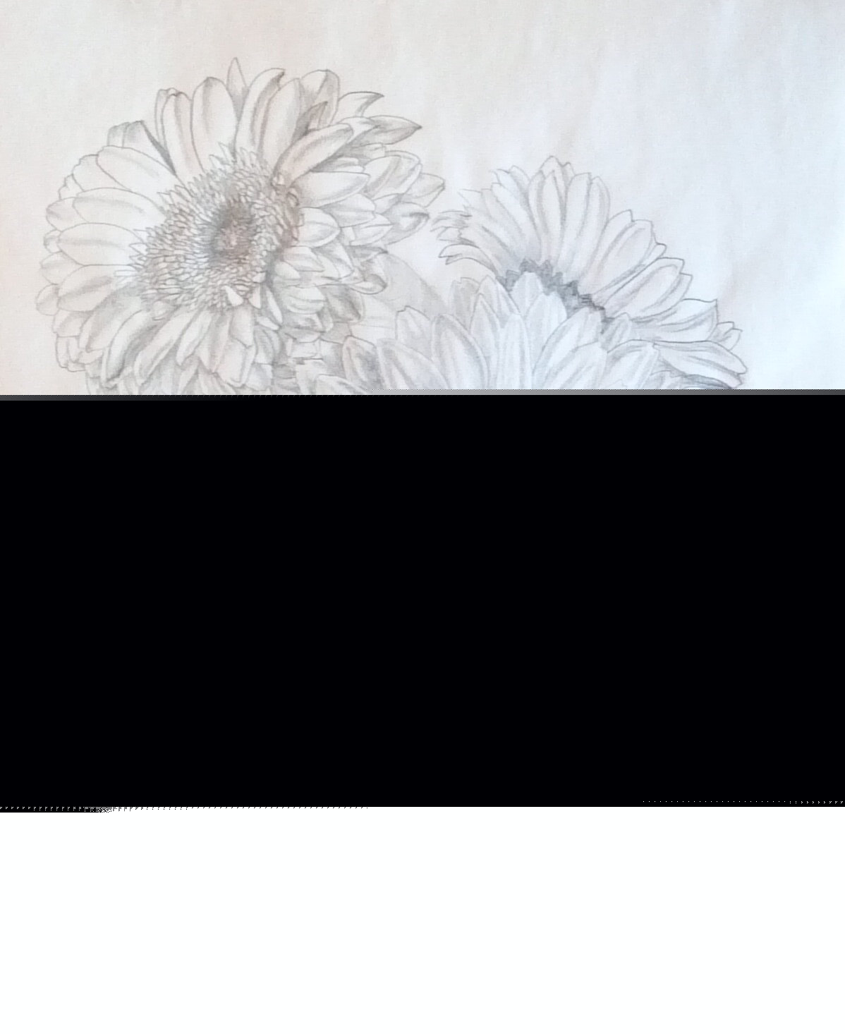 1198x1466 Fresh Gerbera Daisies Pencil Drawing Etsy - Gerbera Daisy Sketch