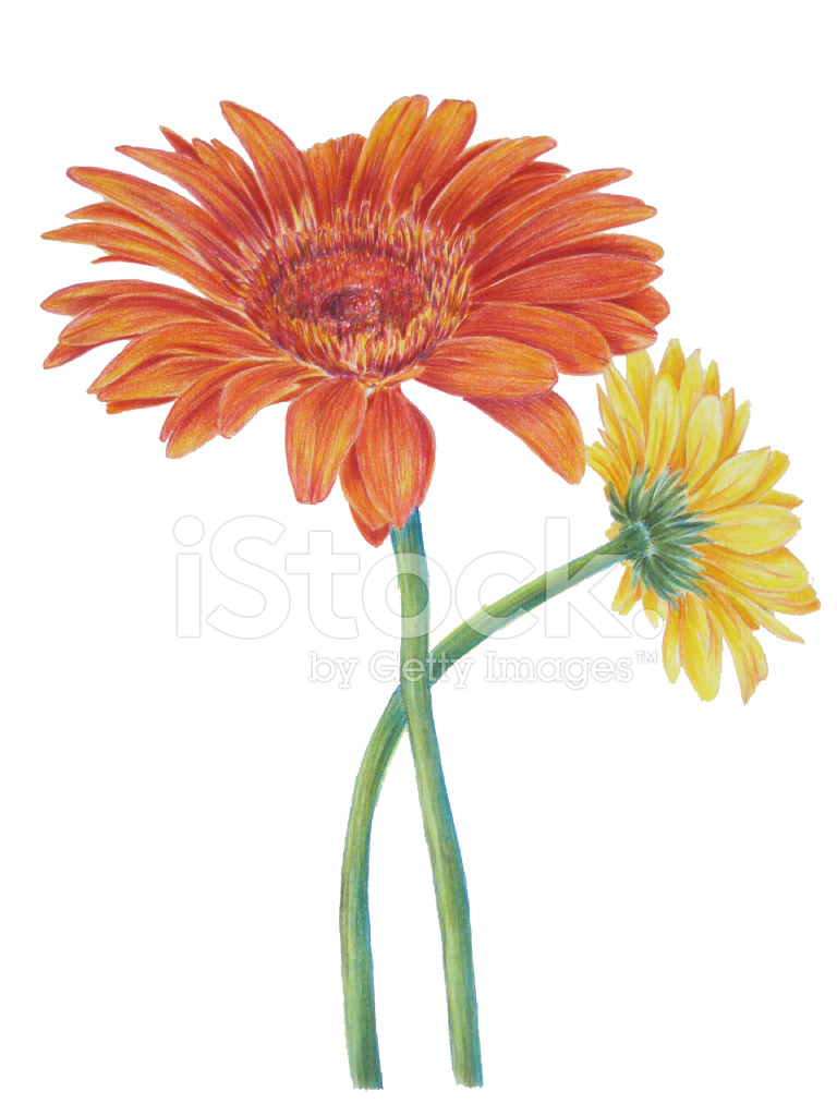 768x1024 Gerber Daisy Stock Vector - Gerbera Daisy Sketch