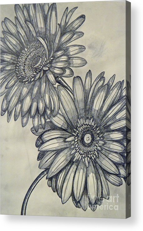 459x740 Gerbera Daisies Acrylic Print By Cecilia Stevens - Gerbera Daisy Sketch