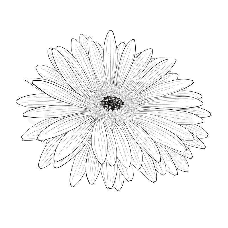 Gerbera Daisy Sketch at Explore collection of