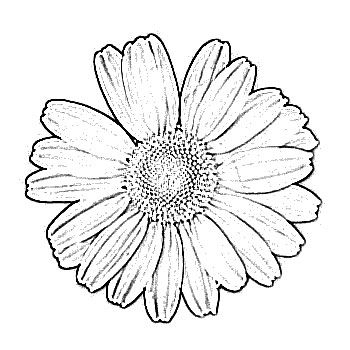 350x350 Gerbera Daisy Clipart Black And White - Gerbera Daisy Sketch