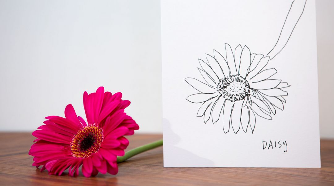 1080x600 How To Draw A Gerbera Daisy By Molly Hatch - Gerbera Daisy Sketch