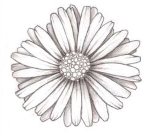 497x444 Daisies Clipart Daisy Outline ~ Frames ~ Illustrations ~ Hd Images - Gerbera Daisy Sketch