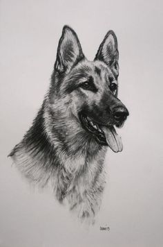 German Shepherd Dog Sketch