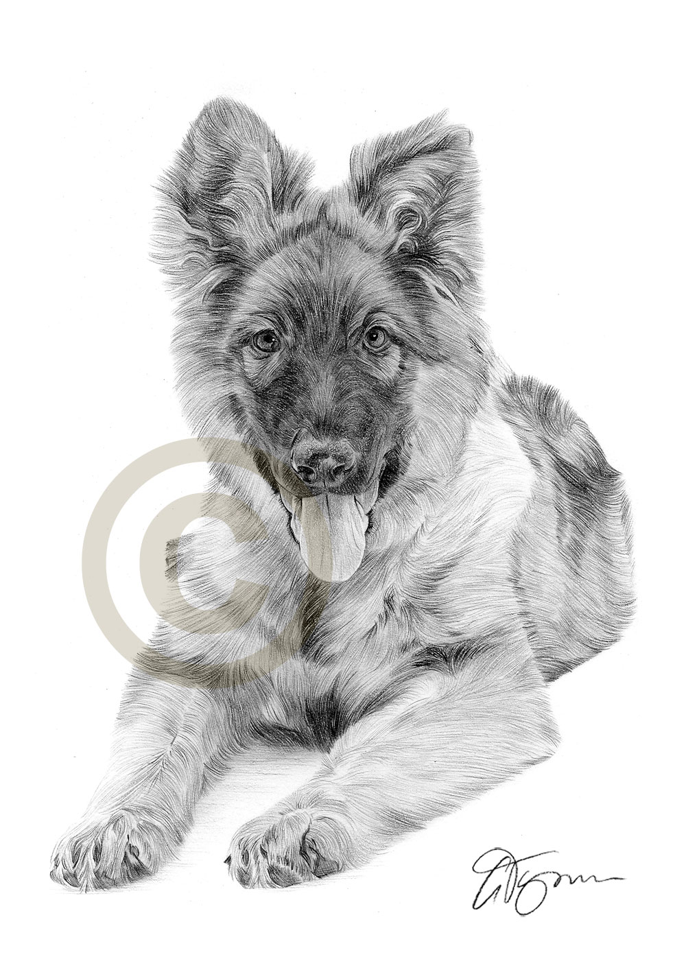 1000x1414 German Shepherd Puppy Dog Pencil Drawing Artwork A4 Size By Uk - German Shepherd Dog Sketch