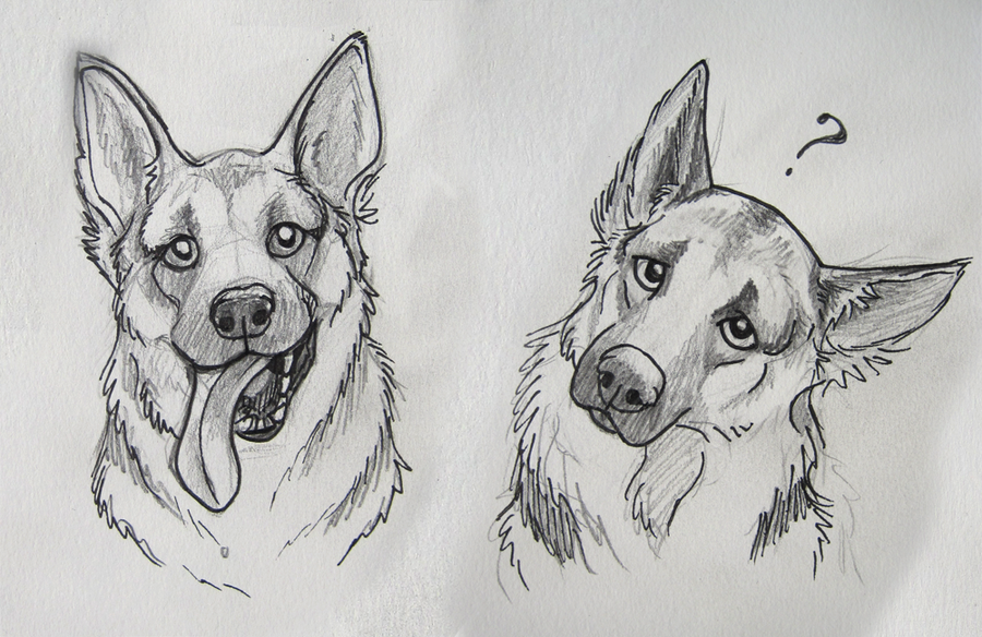 900x584 German Shepard Sketches By On @ - German Shepherd Dog Sketch