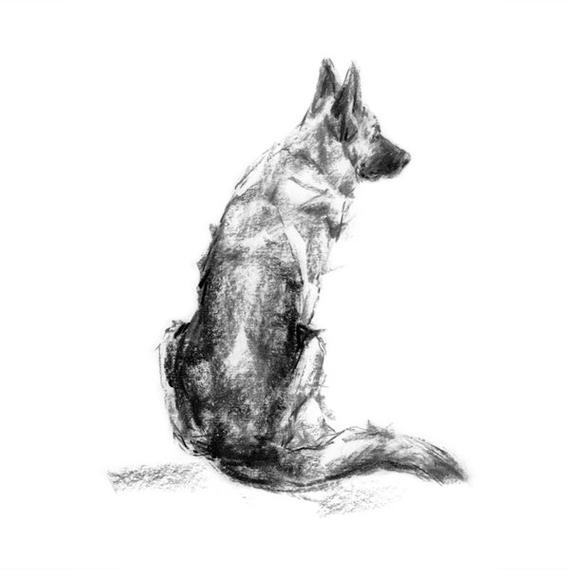 570x570 German Shepherd Dog Sketch Fine Art Dog Print Gsd Gift Etsy - German Shepherd Dog Sketch