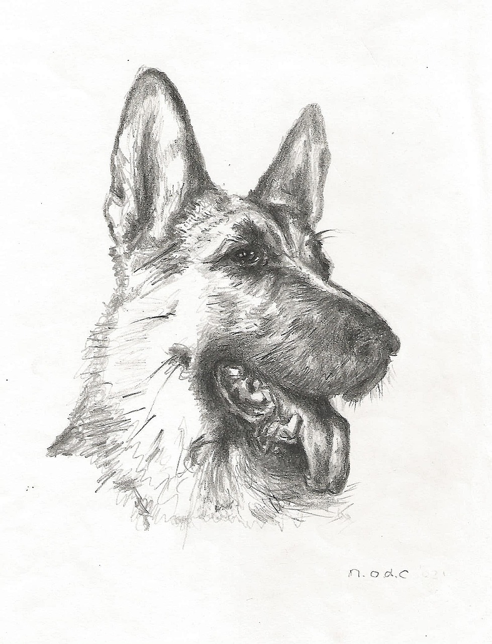 979x1280 7 Easy Step By Step Tutorials On How To Draw A German Shepherd Dog - German Shepherd Dog Sketch