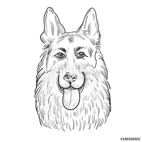 German Shepherd Dog Sketch at PaintingValley.com | Explore collection ...