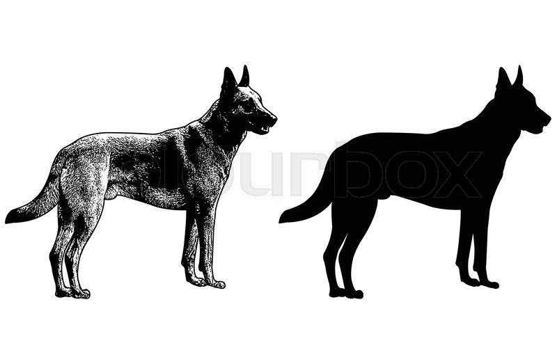 800x490 German Shepherd Dog Silhouette And Sketch Illustration - German Shepherd Dog Sketch