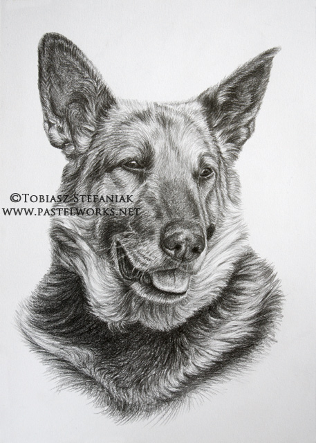 457x640 German Shepherd Drawing Pet Portraits Amp Animal Art - German Shepherd Dog Sketch