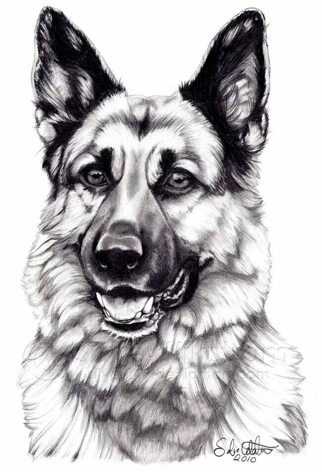 651x952 Gsd Drawing Gsd Pics In 2018 German Shepherd Dogs - German Shepherd Dog Sketch