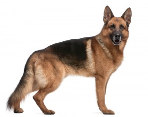 300x238 How To Draw A German Shepherd - German Shepherd Dog Sketch