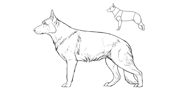 700x357 How To Draw A Dog Details Make The Difference - German Shepherd Dog Sketch