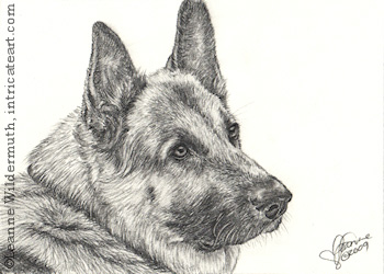 350x250 Leanne Wildermuth Artist By Nature German Shepherd - German Shepherd Dog Sketch
