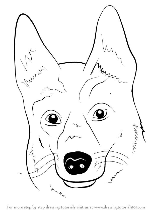 598x844 Learn How To Draw German Shepherd Dog Face (Farm Animals) Step By - German Shepherd Dog Sketch