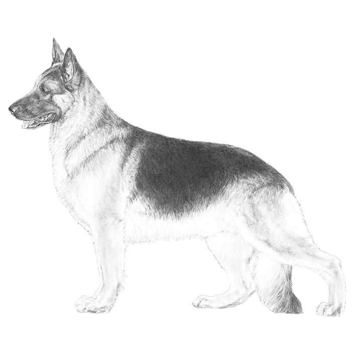 700x700 Amazing German Shepherd Dog Sketch On Paper - German Shepherd Dog Sketch