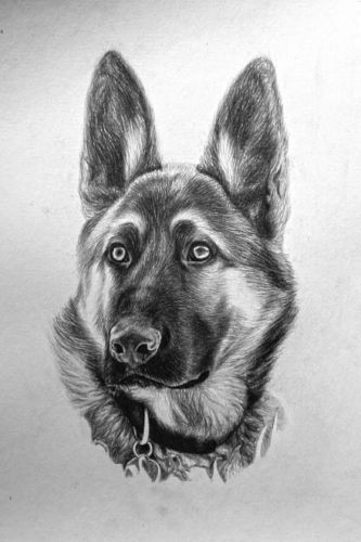 333x500 Coalburn Art Pencil Sketch Graphite Original Drawing German - German Shepherd Dog Sketch