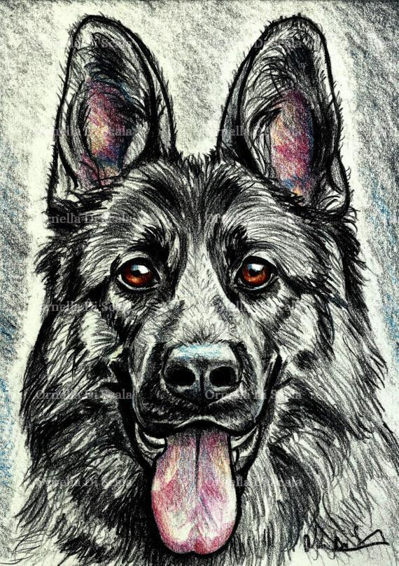 570x807 Dog German Shepherd Pencil Portrait Drawing Sketch Instant Etsy - G...