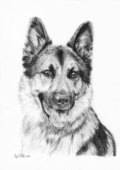 German Shepherd Sketch at PaintingValley.com | Explore collection of ...