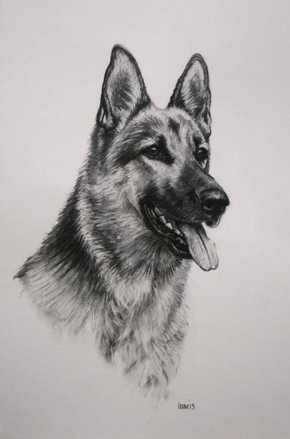 570x861 German Shepherd Alsatian Dog Print, Dog Lover Gift, Wall Art, From - German Shepherd Sketch
