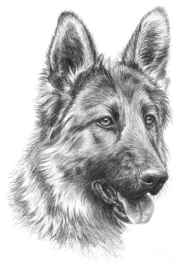 636x900 German Shepherd Beautiful Image Drawing Drawing Skill - German Shepherd Sketch