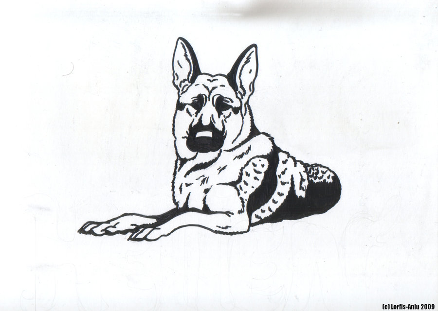 900x640 German Shepherd Dog Sketch By Lorfis Aniu - German Shepherd Sketch