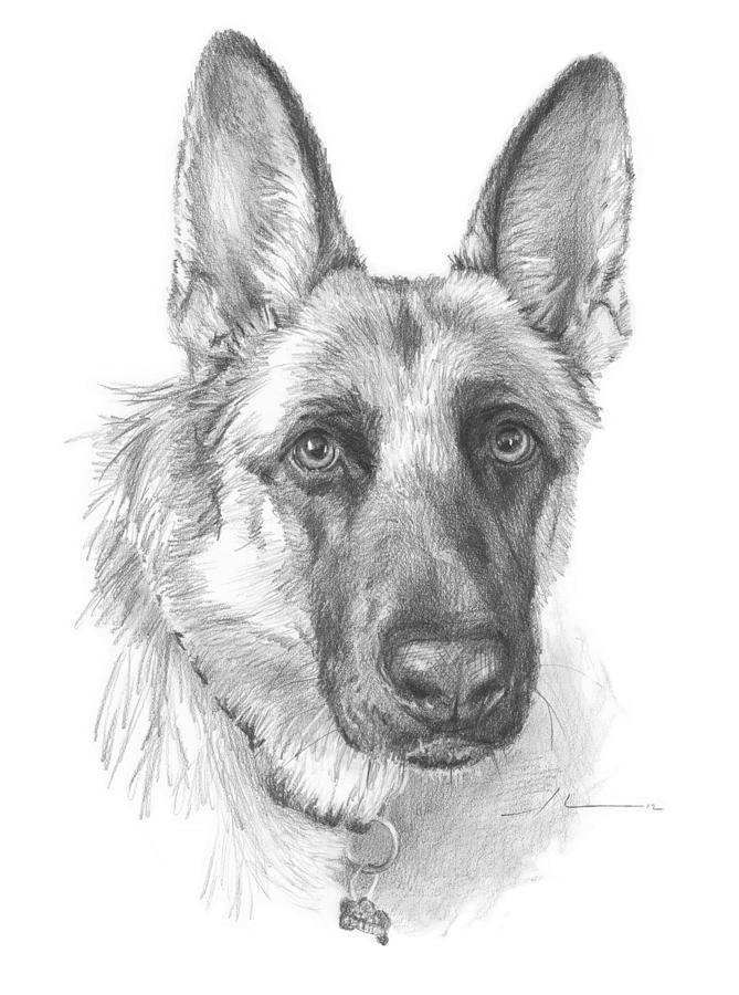 669x900 German Shepherd Face Pencil Portrait Drawing By Mike Theuer - German Shepherd Sketch