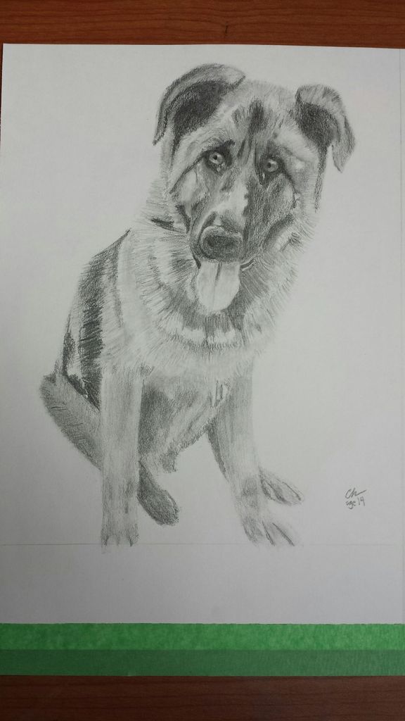 576x1024 German Shepherd Pencil Drawing 5 Steps - German Shepherd Sketch