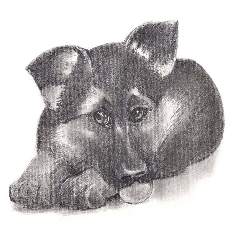 800x800 German Shepherd Puppy Pencil Drawing - German Shepherd Sketch