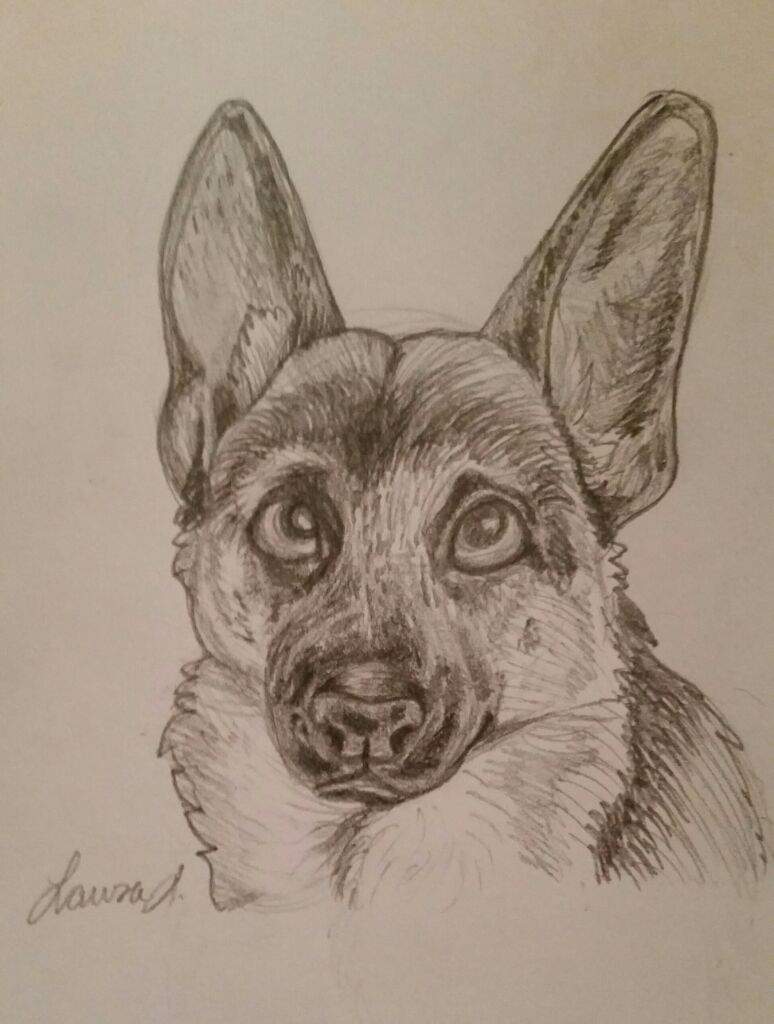 774x1024 German Shepherd Sketch Furry Amino - German Shepherd Sketch
