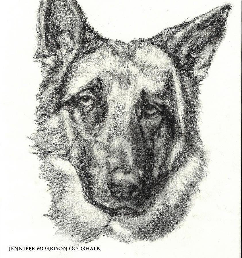 843x900 German Shepherd Sketch No.1 Drawing By Jennifer Morrison Godshalk - German Shepherd Sketch