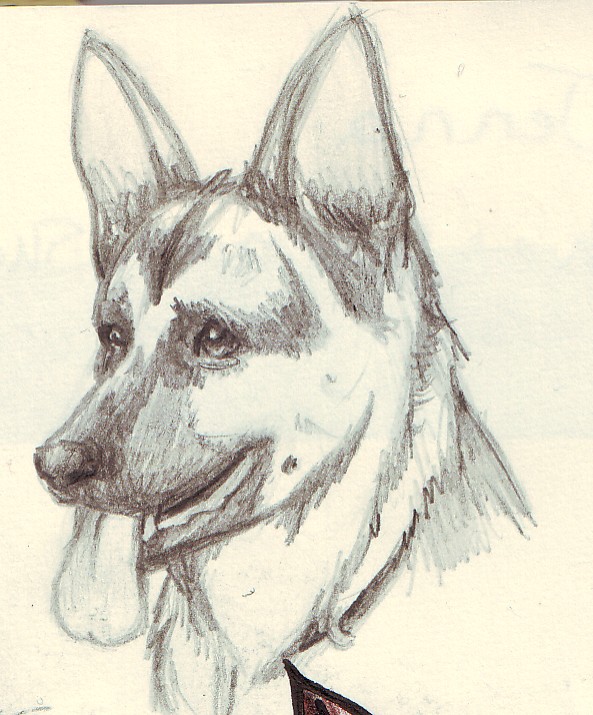 593x715 German Shepherd Head Sketch By Twime777 - German Shepherd Sketch