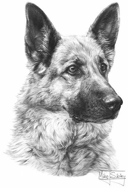 422x620 German Shepherd Sketch Tcygan Drawings, Pencil - German Shepherd Sketch