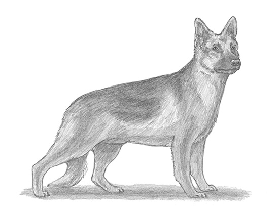 550x425 How To Draw A Dog (German Shepherd) - German Shepherd Sketch