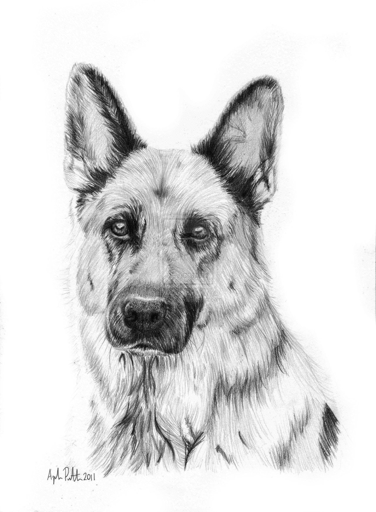 1280x1741 Learn To Draw A German Shepherd Puppy Dog Step By Step Easy For - German Shepherd Sketch