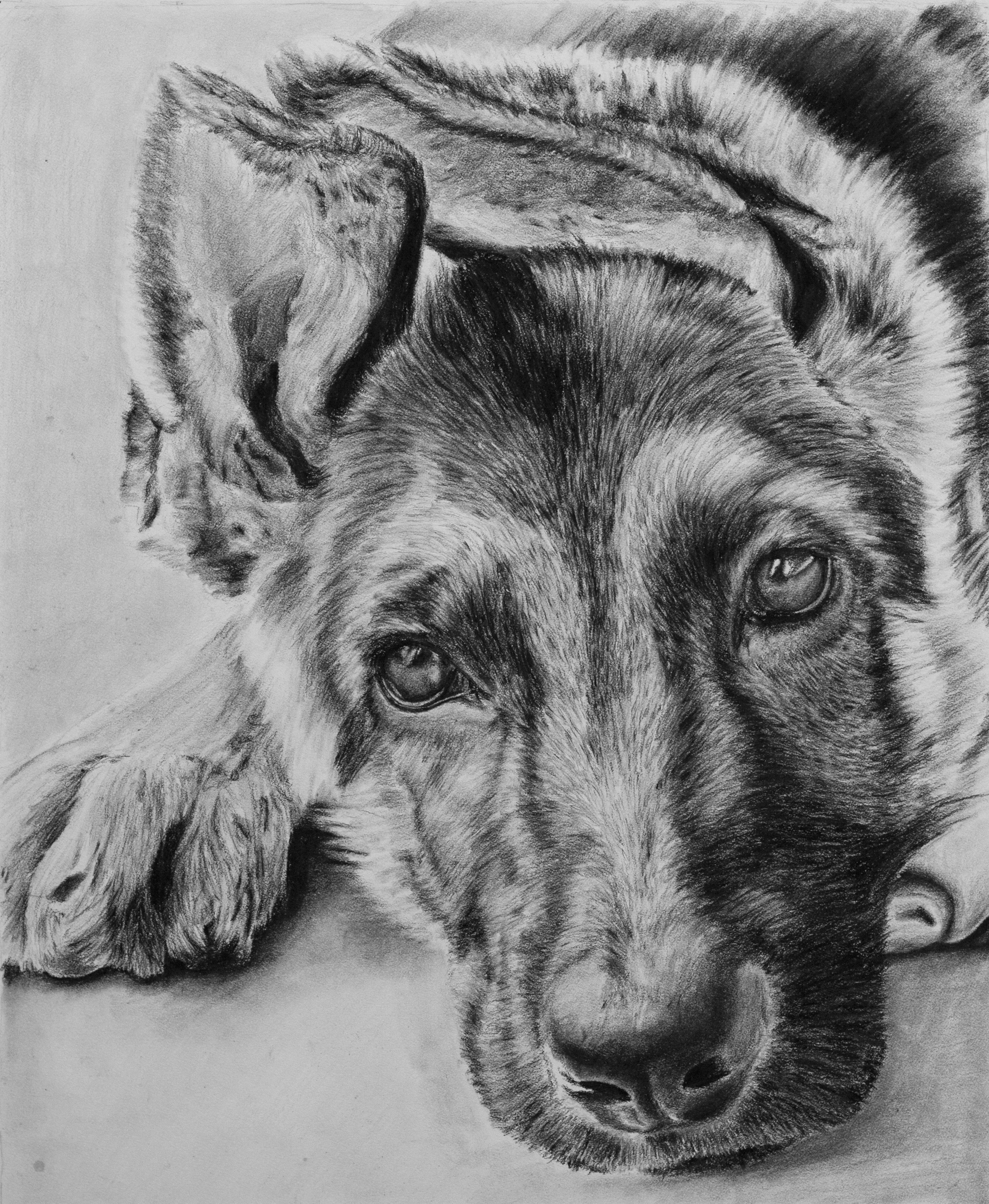 German Shepherd Sketch at PaintingValley.com | Explore collection of ...