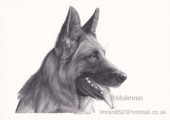 570x403 Original Pencil Drawing German Shepherd Dog Animal Graphite Etsy - German Shepherd Sketch