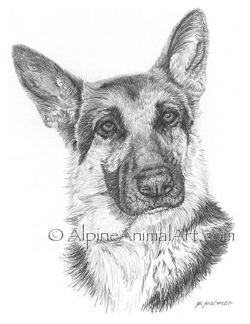 German Shepherd Sketch at PaintingValley.com | Explore collection of ...