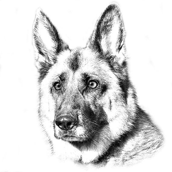 570x570 German Shepherd - German Shepherd Sketch