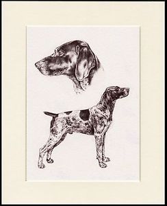 244x300 German Shorthaired Pointer Great Dog Sketch Print Mounted Ready To - German Shorthaired Pointer Sketch