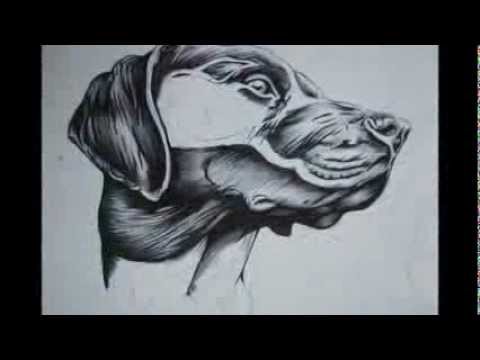 480x360 German Pointer Drawing - German Shorthaired Pointer Sketch