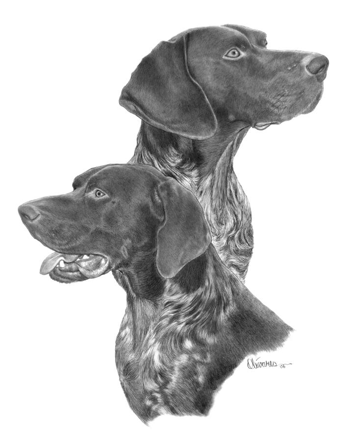 720x900 German Short Hair Pointer Drawing By Joe Olivares - German Shorthaired Pointer Sketch